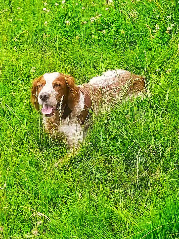 Zim a rejoint le concours — aidez-le/la à gagner de superbes lots ! canidae, carnivore, companion_dog, dog, dog_breed, field, grass, grassland, groundcover, gun_dog, hierochloe, liver, meadow, natural_landscape, pasture, people_in_nature, plant, prairie, sporting_group, terrestrial_animal