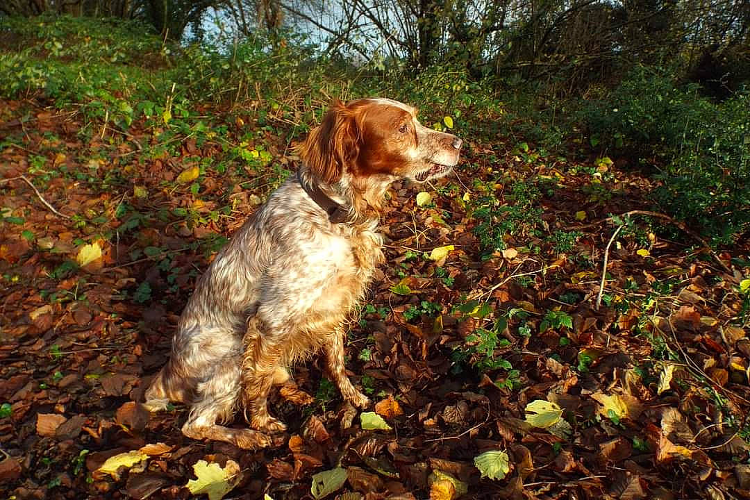 Zim participe au concours pour gagner de l'argent avec cette photo : canidae, carnivore, companion_dog, dog, dog_breed, fawn, forest, grass, gun_dog, liver, plant, pointing_breed, pont_audemer_spaniel, retriever, soil, spaniel, tail, tree, wood, woodland