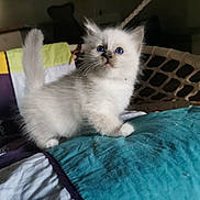 Anakin a rejoint le concours — aidez-le/la à gagner de superbes lots ! animal, bed, blue_eyes, cat, curious, cute, feline, fluffy, indoor, kitten, paws, pet, playful, quilt, small, soft, tail, whiskers, white_fur, young