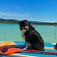 Sahnelle participe au concours pour gagner de l'argent avec cette photo : dog, wet_dog, paddleboard, lake, water, outdoor, blue_sky, clouds, forest, hills, summer, animal, pet, nature, recreation, paddle, calm, daytime, reflection, adventure