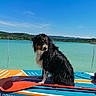 dog, wet_dog, paddleboard, lake, water, outdoor, blue_sky, clouds, forest, hills, summer, animal, pet, nature, recreation, paddle, calm, daytime, reflection, adventure