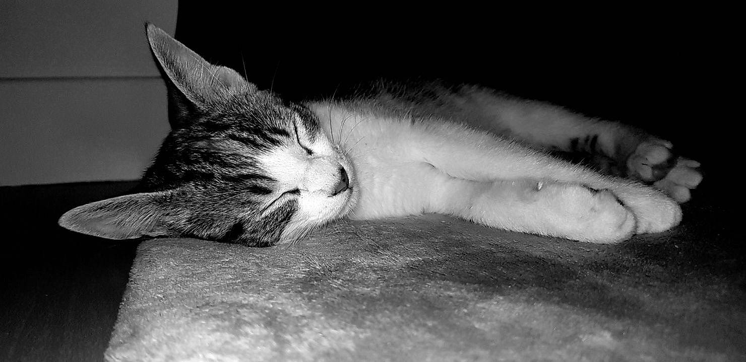 Pistache a rejoint le concours — aidez-le/la à gagner de superbes lots ! aegean_cat, black, black_and_white, carnivore, cat, domestic_short_haired_cat, european_shorthair, eye, felidae, fur, monochrome, monochrome_photography, nap, paw, sleep, small_to_medium_sized_cats, snout, tabby_cat, whiskers, white