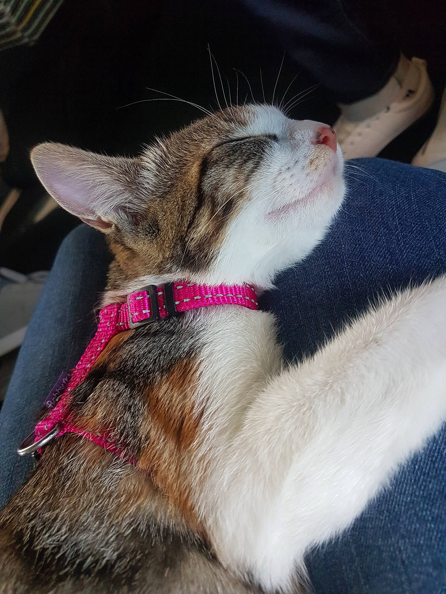 Pistache participe au concours pour gagner de l'argent avec cette photo : aegean_cat, asian, carnivore, cat, collar, domestic_short_haired_cat, ear, european_shorthair, fawn, felidae, fur, kitten, mammal, paw, small_to_medium_sized_cats, snout, whiskers