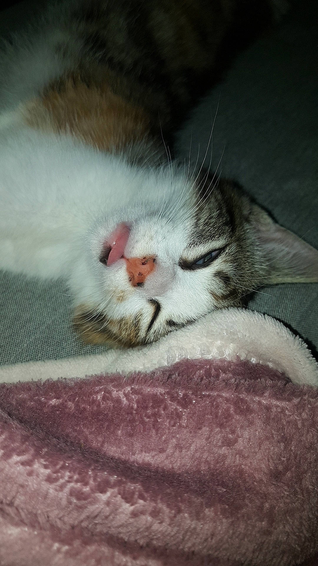 Pistache a rejoint le concours — aidez-le/la à gagner de superbes lots ! aegean_cat, american_wirehair, carnivore, cat, domestic_short_haired_cat, european_shorthair, eye, felidae, fur, kitten, nap, nose, paw, polydactyl_cat, singapura, sleep, small_to_medium_sized_cats, snout, tabby_cat, whiskers