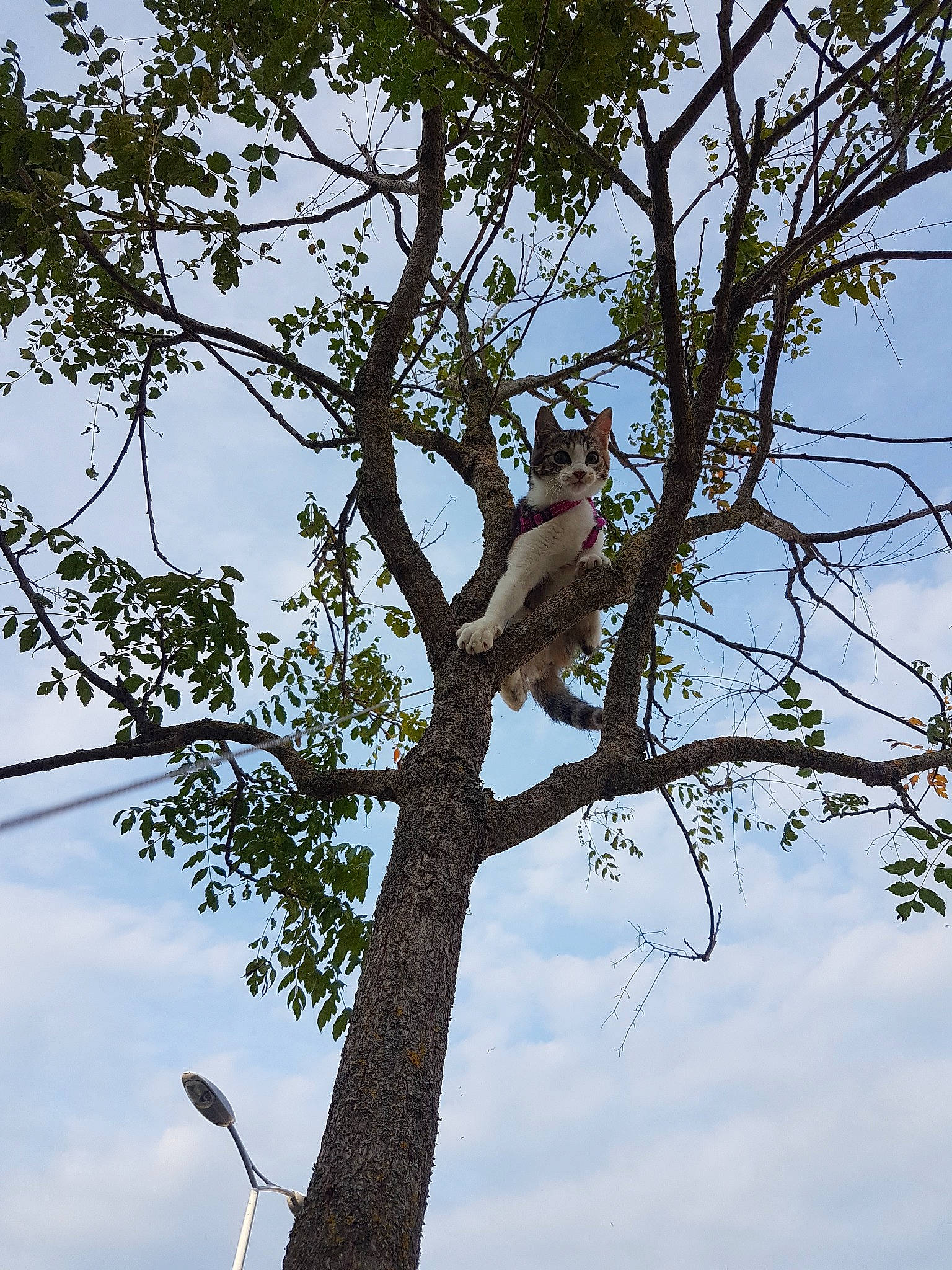 Pistache a rejoint le concours — aidez-le/la à gagner de superbes lots ! branch, old_world_monkey, plant, plant_stem, sky, tree, trunk, twig, woody_plant