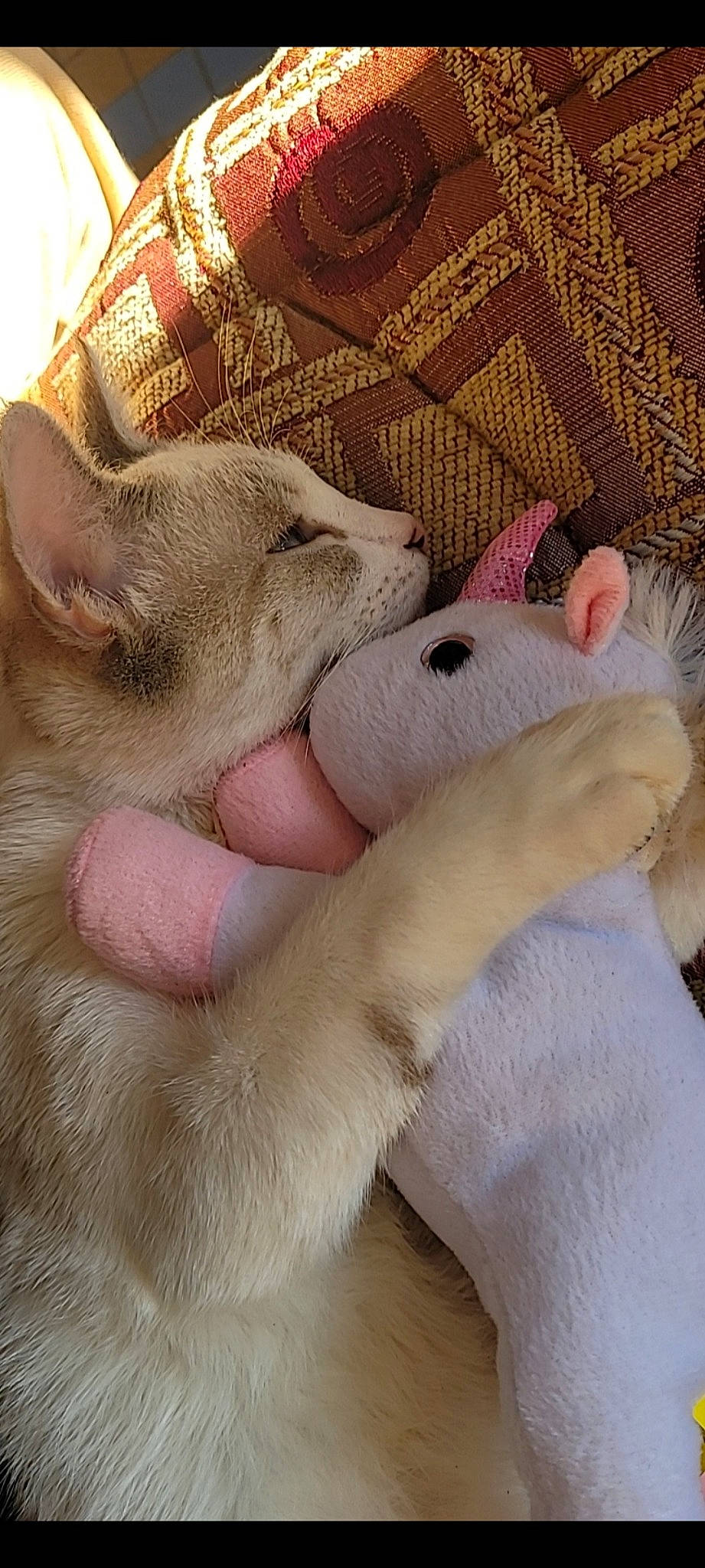 Sushi a rejoint le concours — aidez-le/la à gagner de superbes lots ! cat, claw, comfort, craft, creative_arts, fawn, felidae, finger, fur, gesture, gunny_sack, nail, pattern, paw, small_to_medium_sized_cats, snout, terrestrial_animal, whiskers, wool, woolen