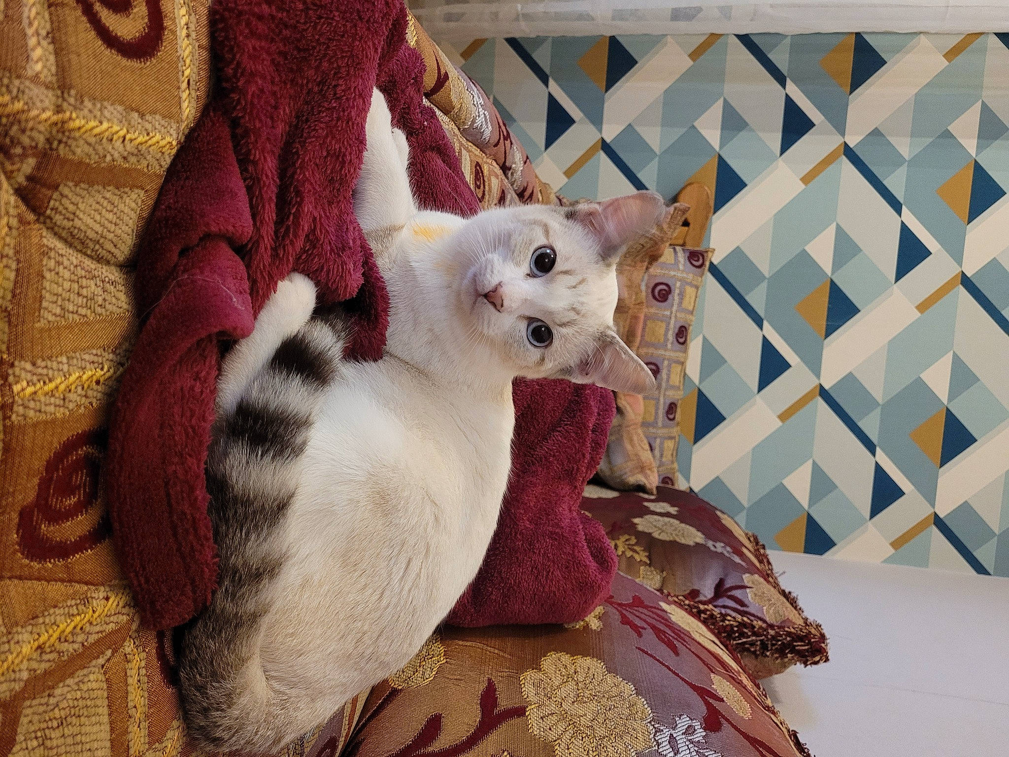 Sushi participe au concours pour gagner de l'argent avec cette photo : carnivore, cat, cat_supply, comfort, companion_dog, domestic_short_haired_cat, fawn, felidae, fur, linens, nap, pattern, paw, room, small_to_medium_sized_cats, tail, textile, whiskers, woven_fabric