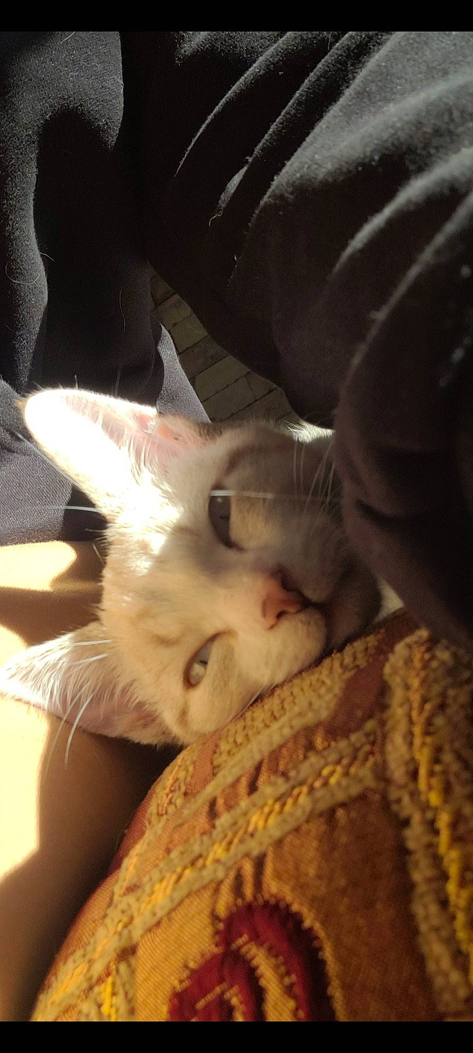 Sushi participe au concours pour gagner de l'argent avec cette photo : canidae, carnivore, cat, claw, comfort, companion_dog, domestic_short_haired_cat, ear, fawn, felidae, fur, human_leg, linens, nap, paw, sleep, small_to_medium_sized_cats, snout, tail, whiskers