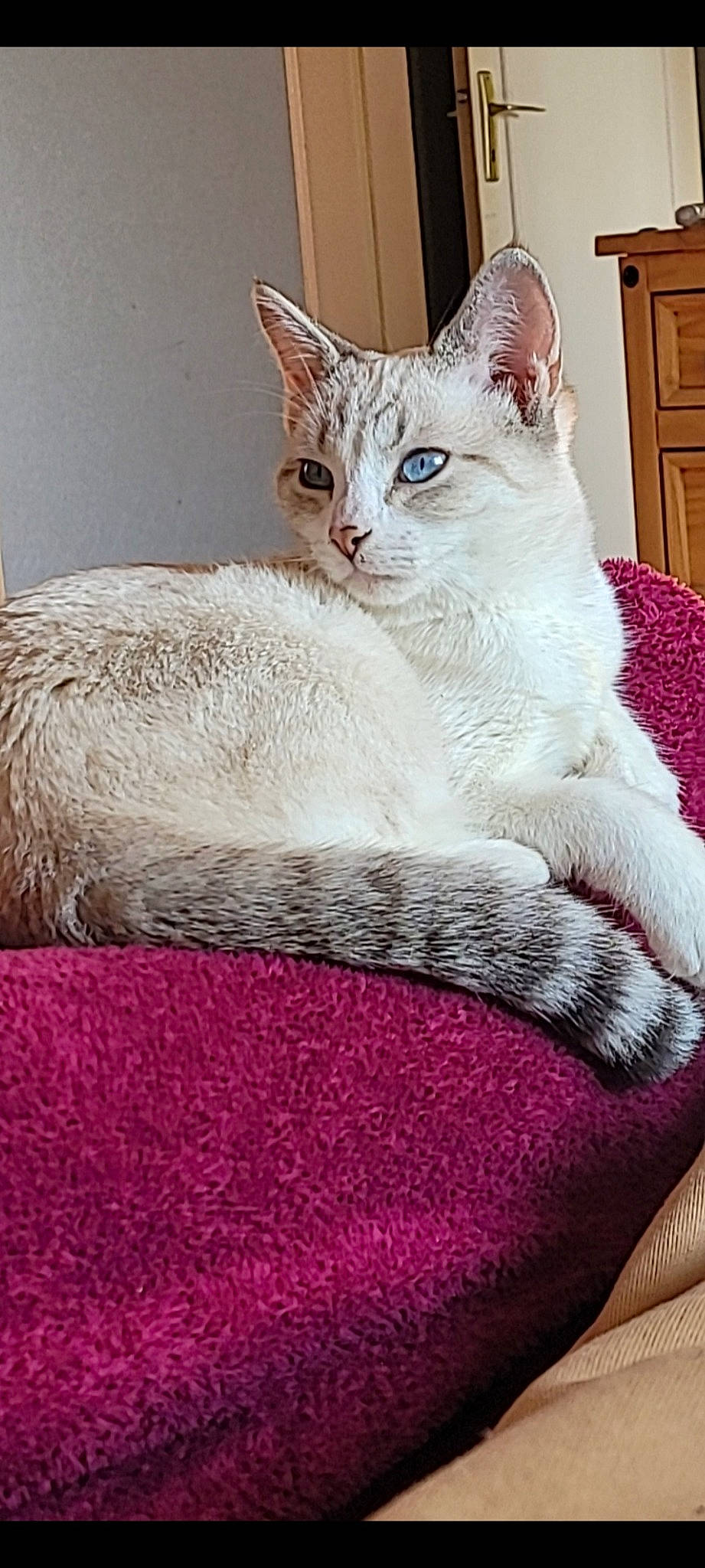 Sushi participe au concours pour gagner de l'argent avec cette photo : cabinetry, carnivore, cat, cat_furniture, cat_supply, chest_of_drawers, claw, comfort, domestic_short_haired_cat, door, eye, felidae, fur, magenta, paw, sitting, small_to_medium_sized_cats, snout, tail, whiskers