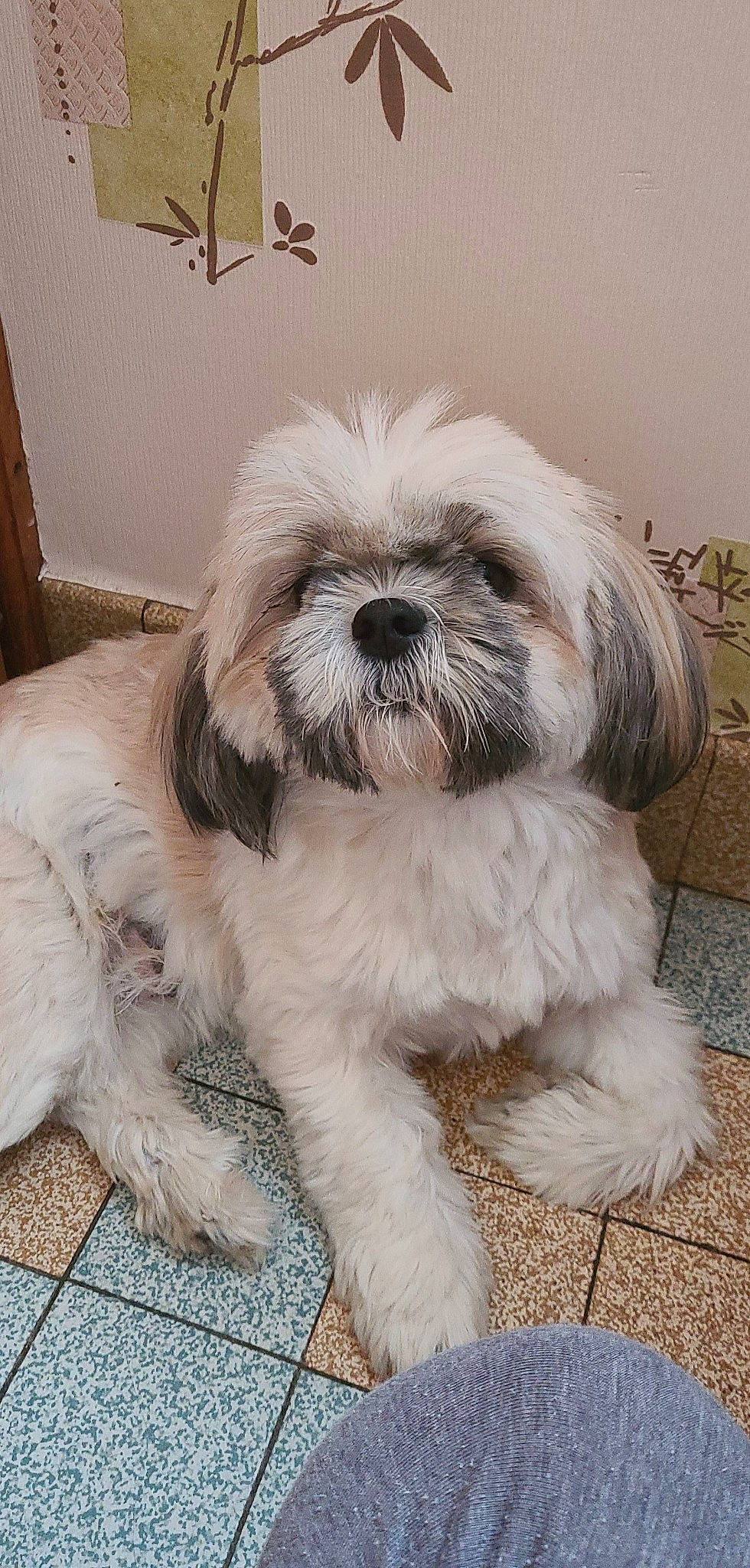 Shibi participe au concours pour gagner de l'argent avec cette photo : canidae, carnivore, comfort, companion_dog, dog, dog_breed, dog_supply, fawn, fur, liver, mal_shi, maltepoo, shih_tzu, small_terrier, snout, sporting_group, terrestrial_animal, terrier, toy_dog, working_animal