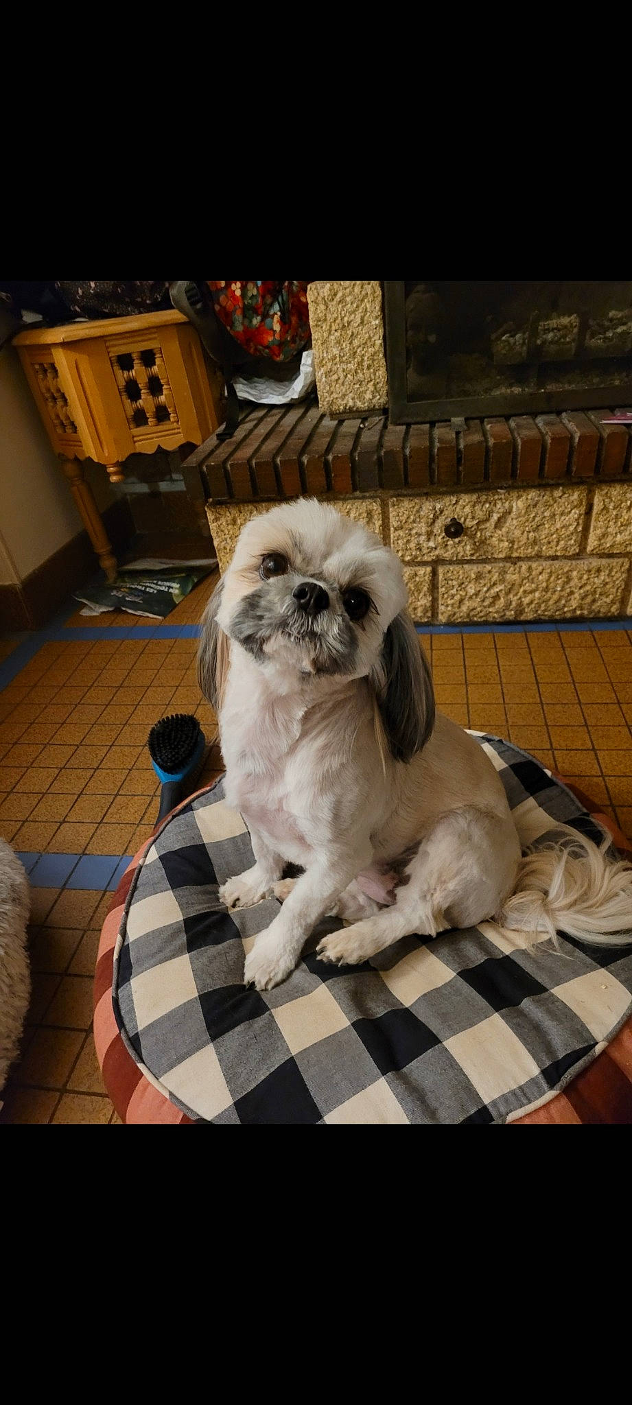 Shibi a rejoint le concours — aidez-le/la à gagner de superbes lots ! canidae, carnivore, comfort, companion_dog, dog, dog_breed, dog_supply, fawn, flooring, fur, liver, pattern, pet_supply, plaid, shih_tzu, snout, sporting_group, tartan, toy_dog, working_animal