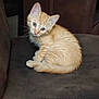 kitten, orange_tabby, cat, pet, indoor, chair, cushion, fur, cute, animal, young, whiskers, ears, sitting, feline, domestic_cat, curious, cozy, looking, soft