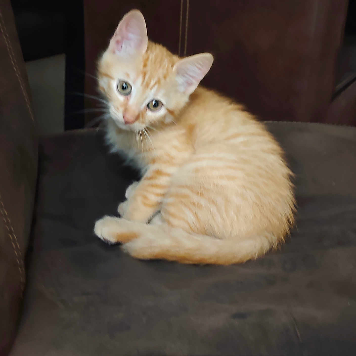 Aiko a rejoint le concours — aidez-le/la à gagner de superbes lots ! animal, cat, chair, cozy, curious, cushion, cute, domestic_cat, ears, feline, fur, indoor, kitten, looking, orange_tabby, pet, sitting, soft, whiskers, young