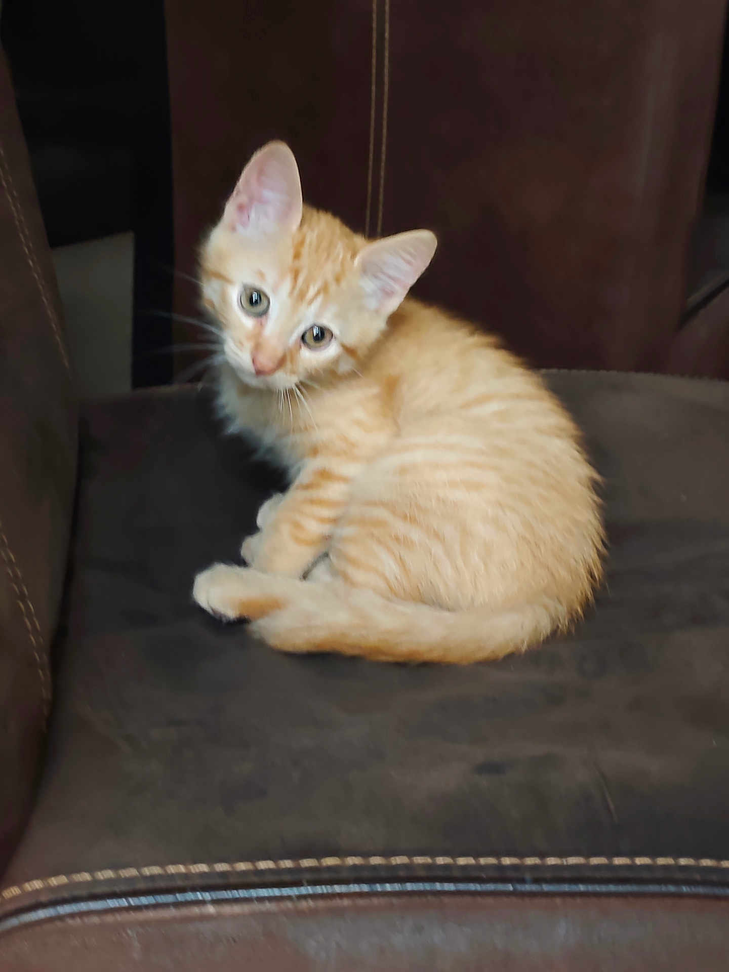 Aiko a rejoint le concours — aidez-le/la à gagner de superbes lots ! kitten, orange_tabby, cat, pet, indoor, chair, cushion, fur, cute, animal, young, whiskers, ears, sitting, feline, domestic_cat, curious, cozy, looking, soft