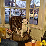 Reggie joined the competition — help win amazing prizes! dog, leather_armchair, pub, pint_of_beer, glass_of_soda, wooden_table, yellow_daffodils, window, street, buildings, leash, person_arm, jeans, watch, cushion, indoors, vintage, relaxed, cozy, daylight