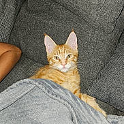 Aïko a rejoint le concours — aidez-le/la à gagner de superbes lots ! animal, blanket, cat, comfort, cozy, cute, domestic, ears, fur, furniture, gray_couch, human_arm, indoor, kitten, orange_tabby, paw, pet, relaxing, resting, whiskers