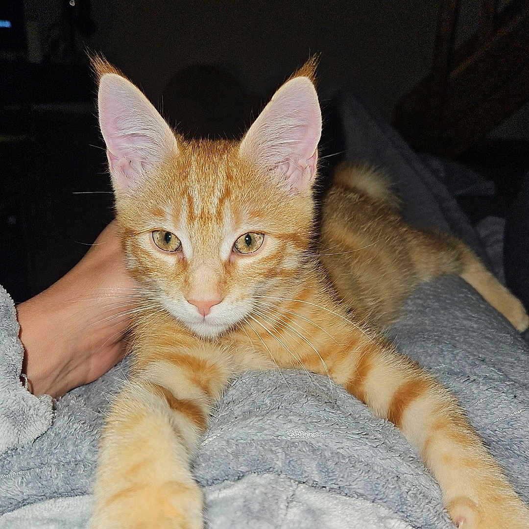 Aïko participe au concours pour gagner de l'argent avec cette photo : animal, blanket, cat, closeup, comfort, cozy, cute, domestic_animal, ears, eyes, feline, fur, human_hand, indoor, kitten, orange_tabby, paws, pet, resting, stretching