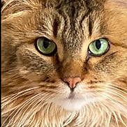 Sweet Pea joined the competition — help win amazing prizes! cat, close_up, green_eyes, fluffy, fur, whiskers, pet, animal, portrait, cute, face, tabby, domestic_cat, feline, indoor, looking_at_camera, ears, nose, muzzle, soft