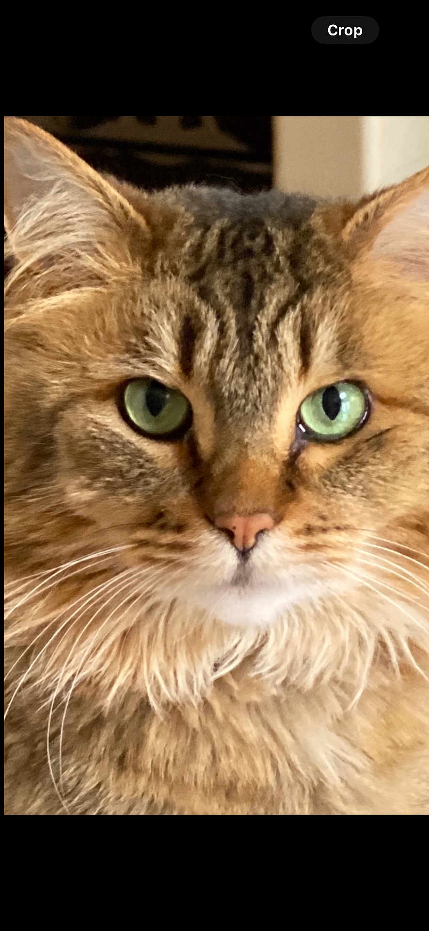 Sweet Pea joined the competition — help win amazing prizes! cat, close_up, green_eyes, fluffy, fur, whiskers, pet, animal, portrait, cute, face, tabby, domestic_cat, feline, indoor, looking_at_camera, ears, nose, muzzle, soft