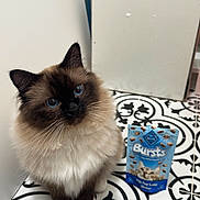 Boba is registered to the contest to win money with this photo: cat, fluffy_cat, blue_eyes, ragdoll, whiskers, paws, sitting, pet_food, packaging, tiled_floor, patterned_floor, indoors, portrait, close_up, fur, white_background, box, treats, cute, domestic_cat