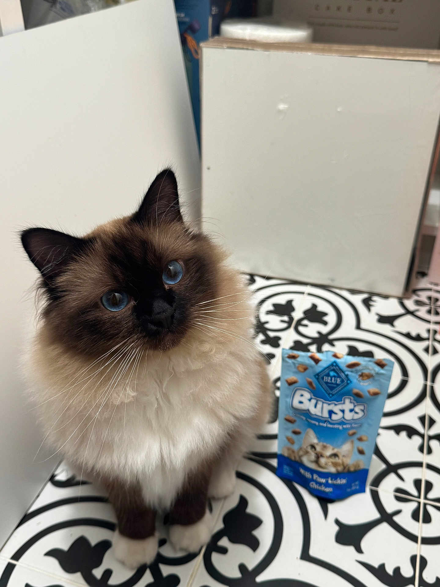 Boba is registered to the contest to win money with this photo: cat, fluffy_cat, blue_eyes, ragdoll, whiskers, paws, sitting, pet_food, packaging, tiled_floor, patterned_floor, indoors, portrait, close_up, fur, white_background, box, treats, cute, domestic_cat