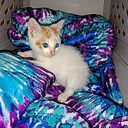 Toasty is registered to the contest to win money with this photo: animal, blanket, cat, colorful, cozy, crate, curious, cute, domestic, feline, fur, indoor, kitten, orange, pet, resting, small, soft, white, young