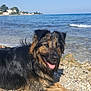 Booba a rejoint le concours — aidez-le/la à gagner de superbes lots ! dog, beach, sea, water, sky, rocks, sunlight, happy, wet, outdoor, nature, animal, canine, summer, coast, shore, relaxing, tongue_out, fur, daytime