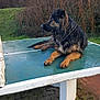 Booba a rejoint le concours — aidez-le/la à gagner de superbes lots ! dog, wet, outdoor, ping_pong_table, table, grass, paving_stones, leafless_bushes, nature, pet, animal, fur, canine, resting, side_view, calm, chain_collar, green, brown, black