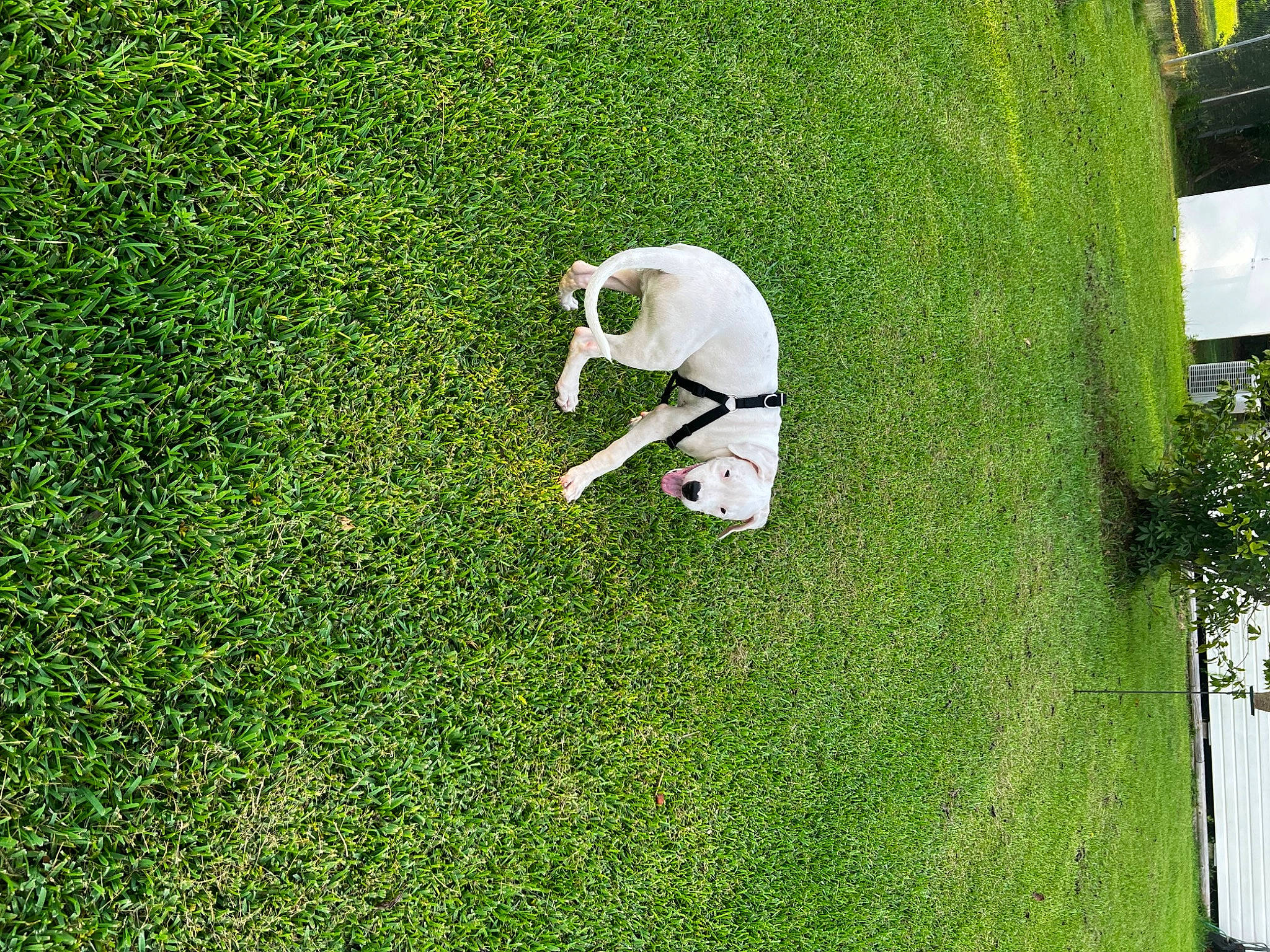 Kimber is registered to the contest to win money with this photo: artificial_turf, companion_dog, dog_breed, flooring, garden, grass, grass_family, grassland, groundcover, hedge, landscape, lawn, leisure, pasture, people_in_nature, plant, shrub, sporting_group, tree, urban_design