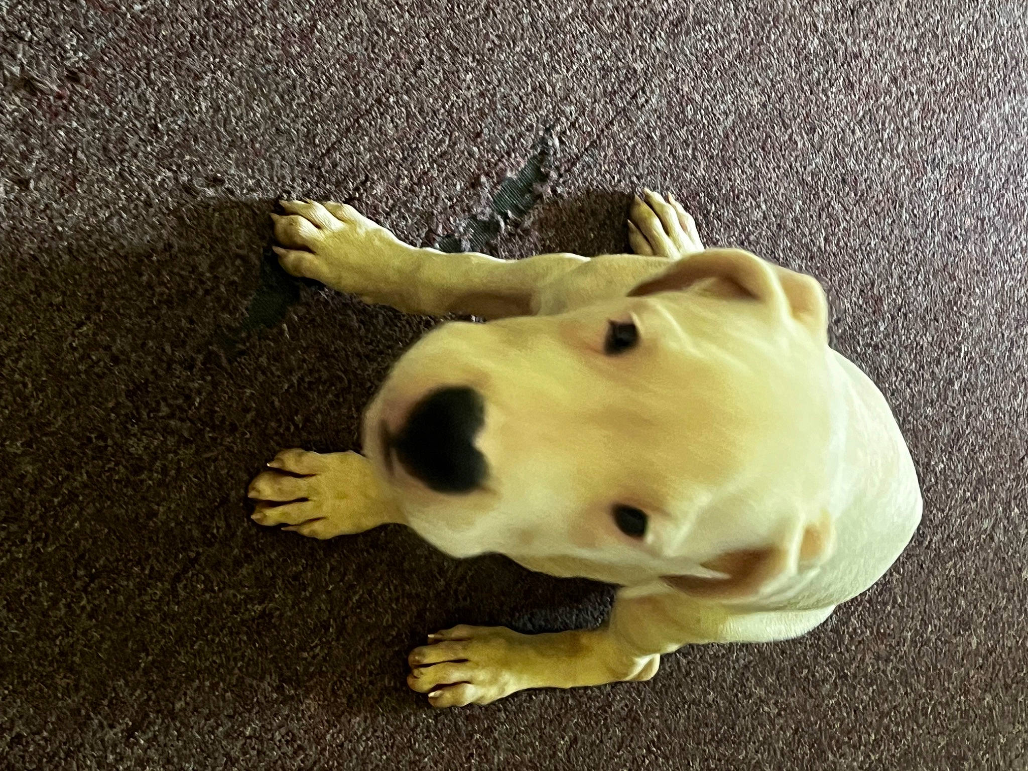 Kimber joined the competition — help win amazing prizes! asphalt, canidae, carnivore, companion_dog, concrete, dog, dog_breed, dog_supply, fawn, fur, jaw, non_sporting_group, paw, road_surface, snout, sporting_group, tail, tar, terrestrial_animal, working_animal