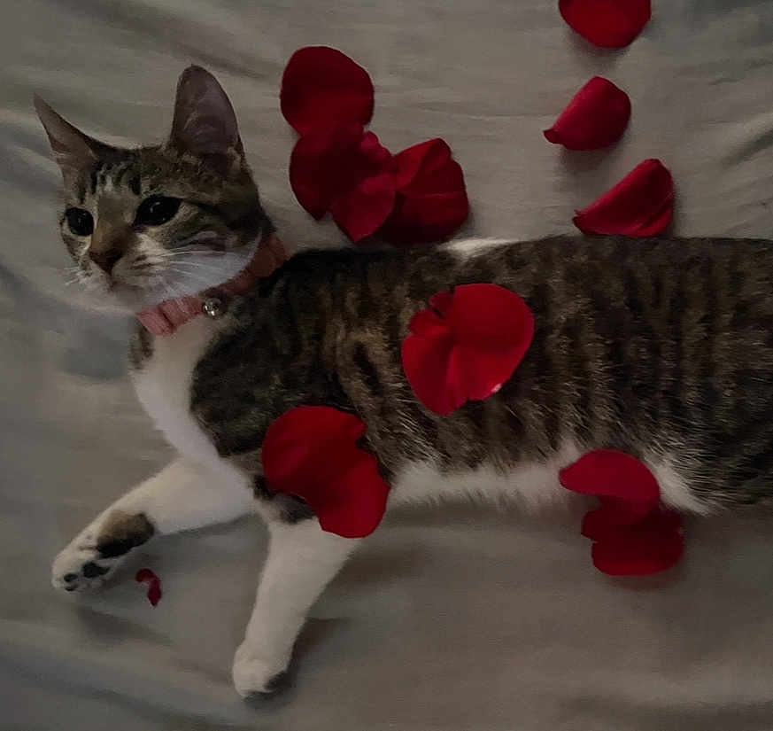 Maggie joined the competition — help win amazing prizes! cat, tabby, pet, rose_petals, collar, pink_collar, lying_down, indoor, soft_lighting, romantic, fur, whiskers, animal, relaxed, closeup, bed, fabric, white_paws, striped, cute