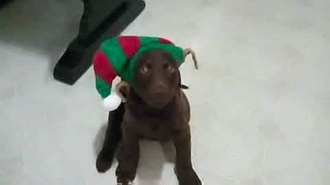 Talon joined the competition — help win amazing prizes! canidae, carnivore, companion_dog, dog, dog_breed, dog_clothes, dog_supply, event, fawn, fictional_character, fur, liver, pet_supply, snout, snow, sporting_group, tail, terrestrial_animal, toy, working_animal