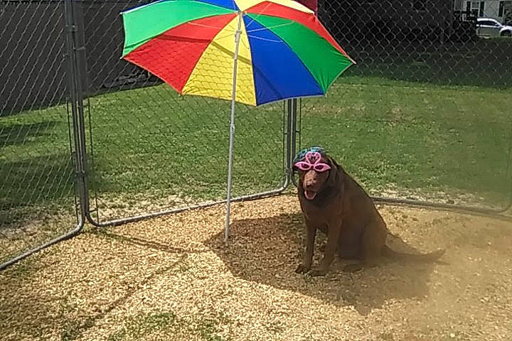 Talon joined the competition — help win amazing prizes! carnivore, dog, dog_breed, fashion_accessory, fawn, grass, landscape, leisure, liver, outdoor_furniture, recreation, shade, soil, sporting_group, table, terrestrial_animal, tints_and_shades, tree, umbrella, working_animal