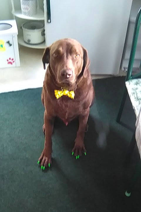 Talon joined the competition — help win amazing prizes! canidae, carnivore, coffeemaker, companion_dog, dog, dog_breed, dog_collar, fawn, floor, flooring, food_processor, gun_dog, home_appliance, kitchen_appliance, liver, snout, sporting_group, tennis_ball, toaster, working_animal