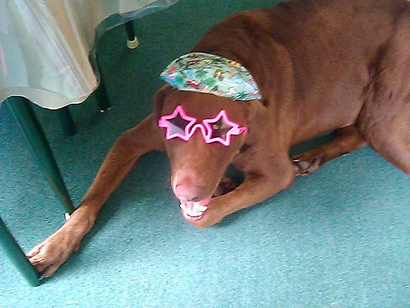 Talon is registered to the contest to win money with this photo: canidae, carnivore, dog, dog_breed, fawn, pointing_breed, sporting_group, vizsla, weimaraner