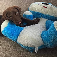 Talon is registered to the contest to win money with this photo: puppy, dog, chocolate_lab, stuffed_animal, teddy_bear, plush_toy, carpet, indoor, pet, cute, playful, brown_dog, fur, animal, tongue_out, cuddling, soft_toy, relaxing, companion, cozy