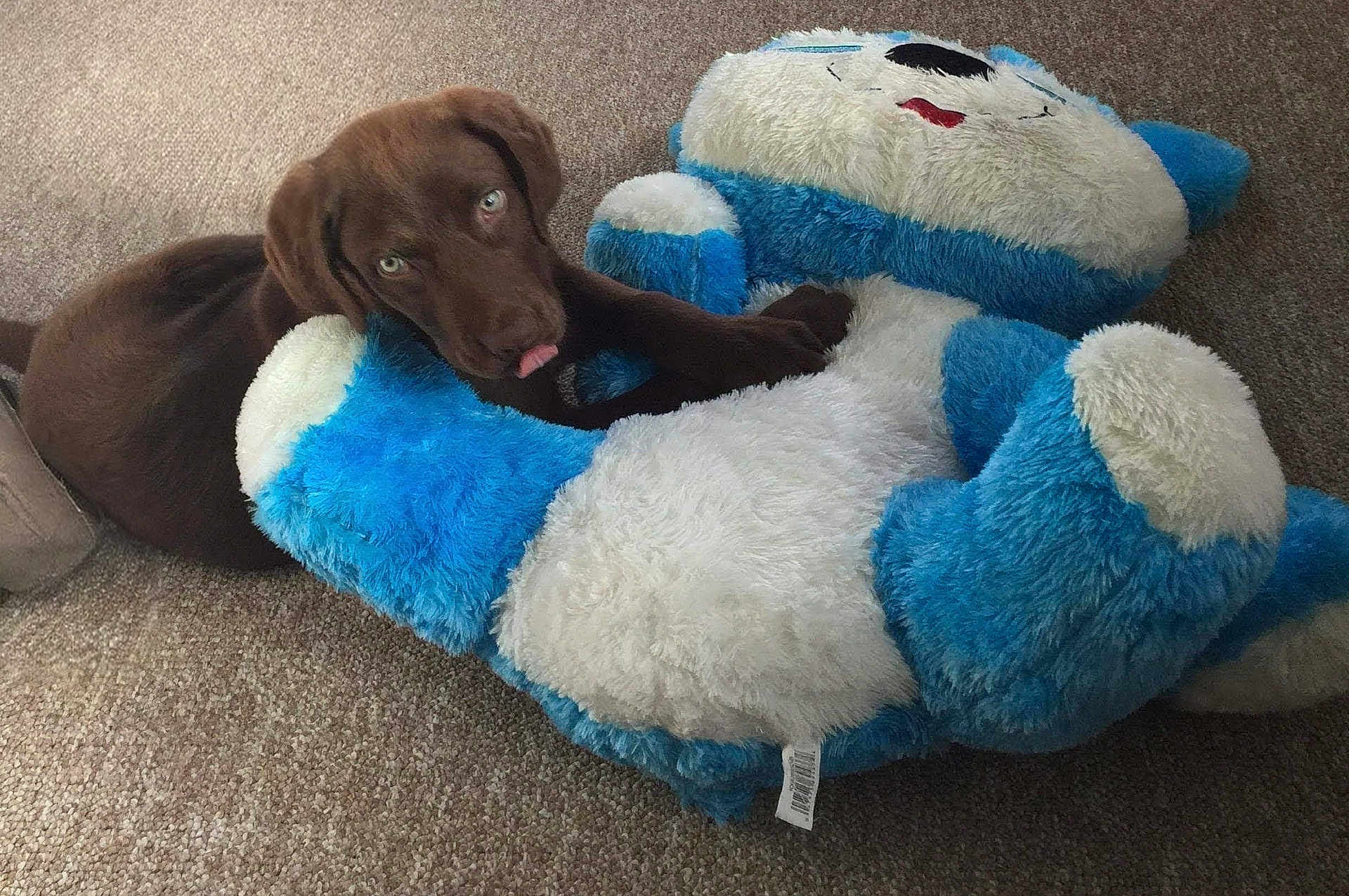 Talon is registered to the contest to win money with this photo: puppy, dog, chocolate_lab, stuffed_animal, teddy_bear, plush_toy, carpet, indoor, pet, cute, playful, brown_dog, fur, animal, tongue_out, cuddling, soft_toy, relaxing, companion, cozy