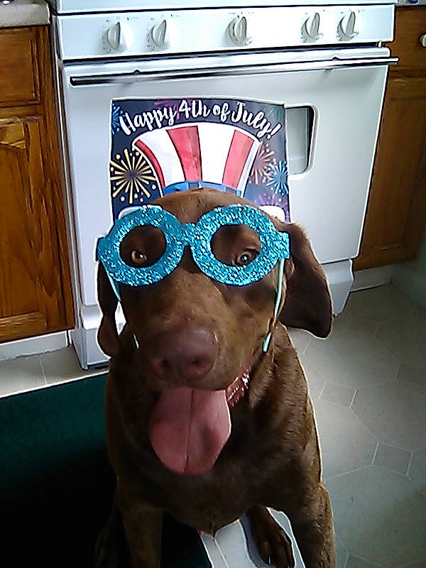 Talon is registered to the contest to win money with this photo: american_pit_bull_terrier, canidae, carnivore, cool, dog, dog_breed, eyewear, fawn, glasses, goggles, non_sporting_group, personal_protective_equipment, pit_bull, snout, sporting_group, sunglasses