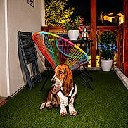 Vivienne a rejoint le concours — aidez-le/la à gagner de superbes lots ! animal, artificial_grass, balcony, basset_hound, colorful_chair, dog, flowers, furniture, house, lantern, night, outdoor, patio, pet, portrait, potted_plant, sitting, string_lights, warm_lighting, wooden_railing