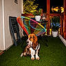 animal, artificial_grass, balcony, basset_hound, colorful_chair, dog, flowers, furniture, house, lantern, night, outdoor, patio, pet, portrait, potted_plant, sitting, string_lights, warm_lighting, wooden_railing