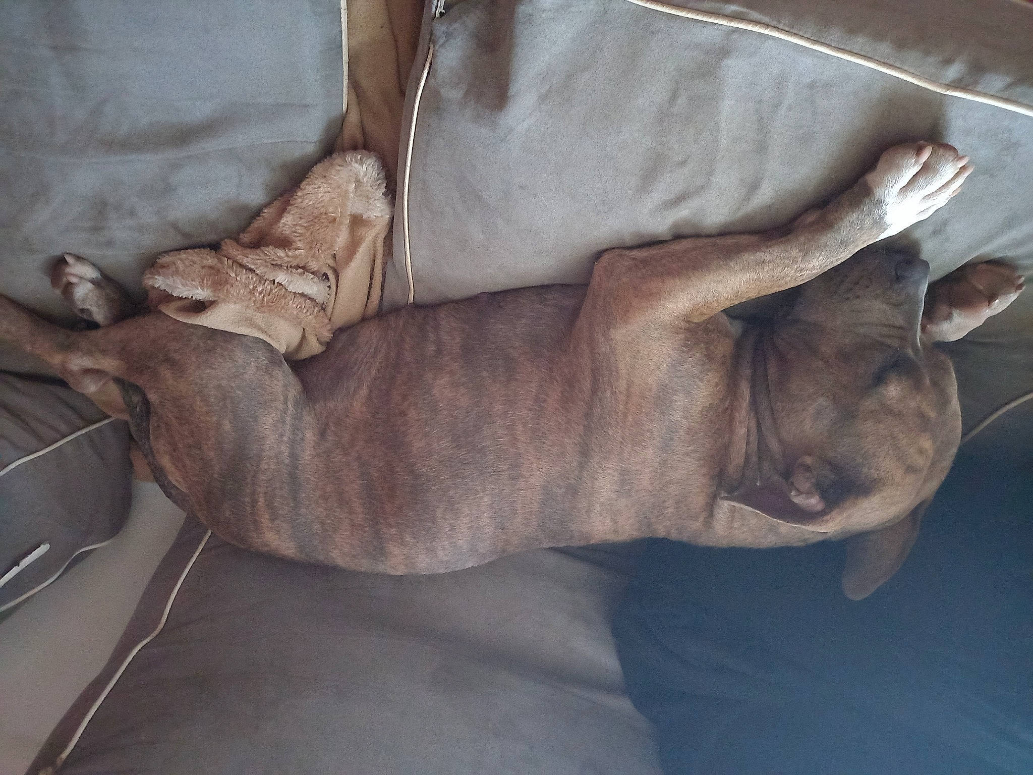 Ruby participe au concours pour gagner de l'argent avec cette photo : canidae, carnivore, comfort, dog_breed, elbow, fawn, flesh, foot, fur, gesture, human_leg, knee, leg, snout, sporting_group, tail, thigh, wood, wrinkle, wrist