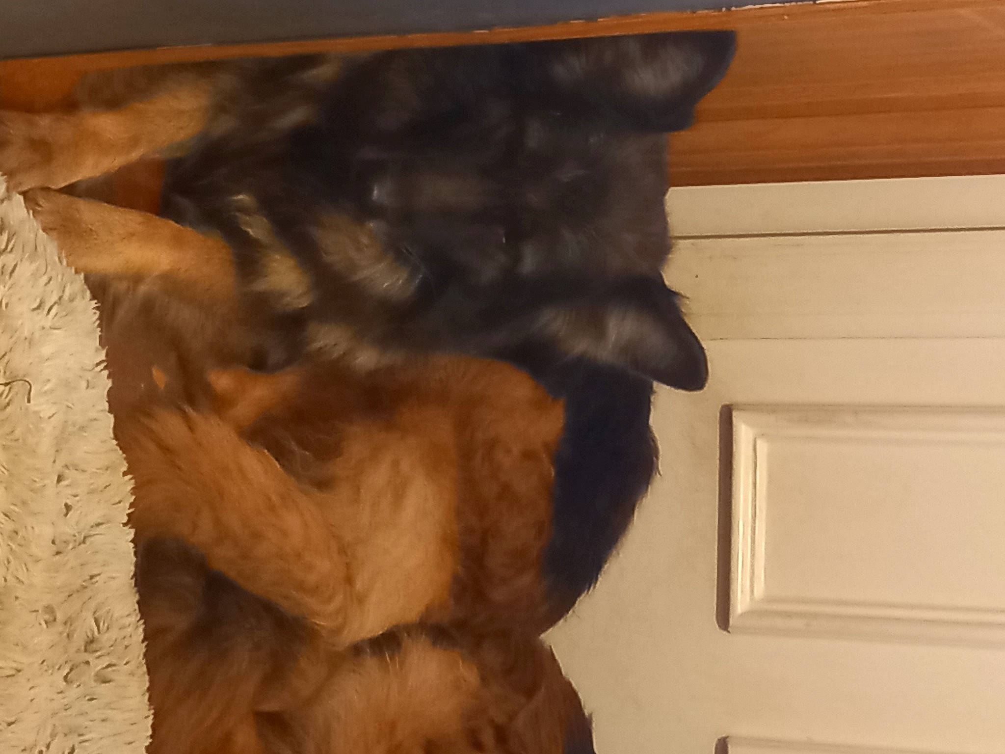 Jeyzie participe au concours pour gagner de l'argent avec cette photo : art, canidae, carnivore, claw, comfort, companion_dog, dog, dog_breed, fawn, felidae, flooring, fur, guard_dog, hardwood, liver, room, small_to_medium_sized_cats, tail, whiskers, wood