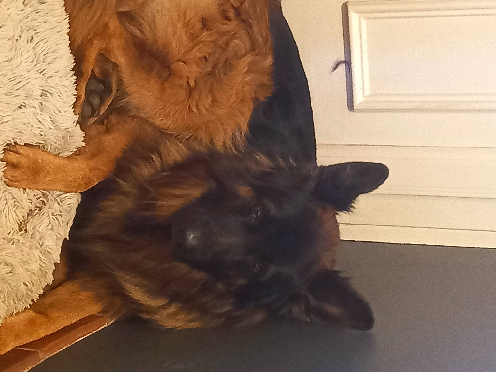 Oundrack a rejoint le concours — aidez-le/la à gagner de superbes lots ! carnivore, companion_dog, dog_breed, door, fawn, felidae, floor, flooring, gesture, hardwood, head, human_leg, liver, paw, small_to_medium_sized_cats, snout, tail, whiskers, wood, working_animal