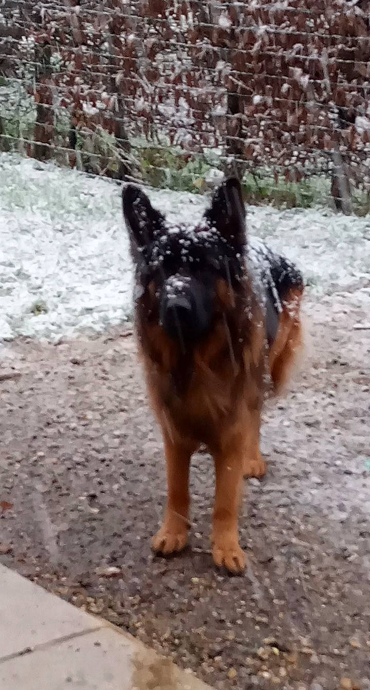 Oundrack participe au concours pour gagner de l'argent avec cette photo : canidae, carnivore, claw, dog, dog_breed, fawn, fur, german_shepherd_dog, herding_dog, old_german_shepherd_dog, plant, road_surface, snout, sporting_group, tail, terrestrial_animal, tree, wildlife, working_animal, working_dog