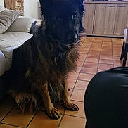 Oundrack participe au concours pour gagner de l'argent avec cette photo : blanket, cabinet, curtain, cushion, dog, ears, fur, furniture, game_console, indoor, large_dog, living_room, paw, pet, portrait, sofa, speaker, television, tile_floor, tiles