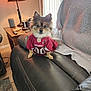 Bojangles is registered to the contest to win money with this photo: dog, small_dog, pet, animal, jersey, clothing, football_jersey, arizona_cardinals, couch, leather_couch, living_room, lamp, side_table, blanket, indoor, fur, ears, eyes, cute, sitting