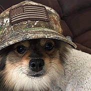 Bojangles is registered to the contest to win money with this photo: dog, hat, american_flag, camo, pet, animal, fur, blanket, cozy, closeup, face, eyes, nose, indoor, cute, portrait, mammal, companion, domestic_animal, resting