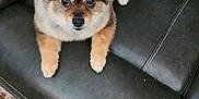 Bojangles is registered to the contest to win money with this photo: dog, puppy, fluffy, bow, black_leather_couch, pet, cute, small_dog, indoor, carpet, fur, animal, companion, sitting, looking_up, ears, tail, paws, home, relaxed
