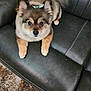 dog, puppy, fluffy, bow, black_leather_couch, pet, cute, small_dog, indoor, carpet, fur, animal, companion, sitting, looking_up, ears, tail, paws, home, relaxed