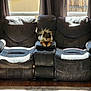 Bojangles is registered to the contest to win money with this photo: dog, small_dog, sofa, recliner, armrest, indoor, sunlight, window, curtains, wood_floor, carpet, furniture, pet, fluffy, relaxing, home, cozy, daylight, resting, animal